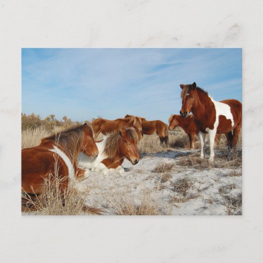 Briefkaart van wilde paarden, Briefkaart van het e (Voorkant)