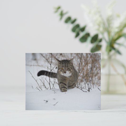 briefkaart van winterkatten (Staand voorkant)