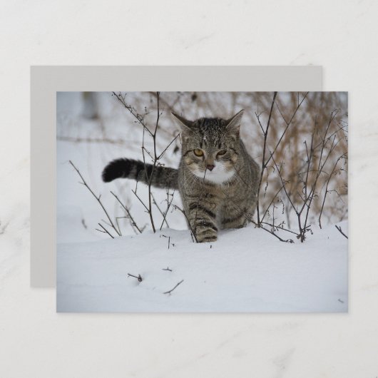 briefkaart van winterkatten (Voorkant / Achterkant)
