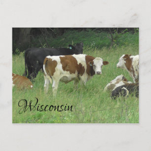 Briefkaart van Wisconsin met foto van Cow in Pastu