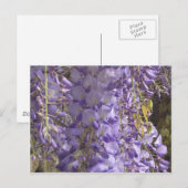 Briefkaart van Wisteria (Voorkant / Achterkant)