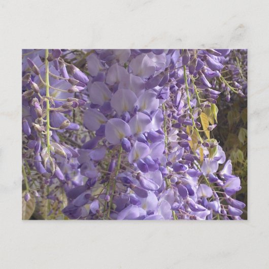 Briefkaart van Wisteria (Voorkant)