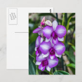 Briefkaart van witte en paarse orchideeën (Voorkant / Achterkant)