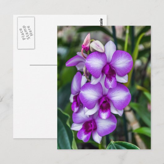 Briefkaart van witte en paarse orchideeën (Voorkant / Achterkant)