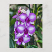 Briefkaart van witte en paarse orchideeën (Voorkant)