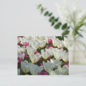 Briefkaart van witte en Paarse Tulpen (Staand voorkant)