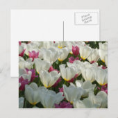 Briefkaart van witte en Paarse Tulpen (Voorkant / Achterkant)