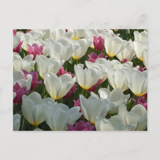 Briefkaart van witte en Paarse Tulpen (Voorkant)