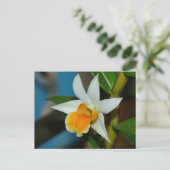 Briefkaart van witte en peach orchid (Staand voorkant)