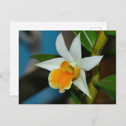 Briefkaart van witte en peach orchid (Voorkant / Achterkant)