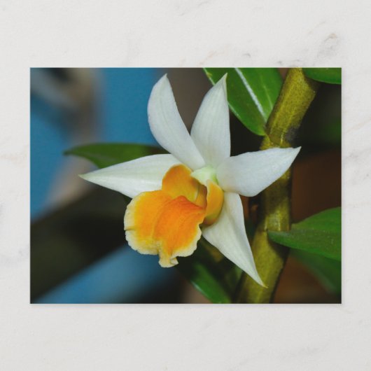 Briefkaart van witte en peach orchid (Voorkant)