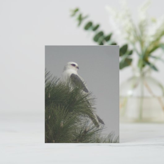 Briefkaart van witte koolmiet (Staand voorkant)