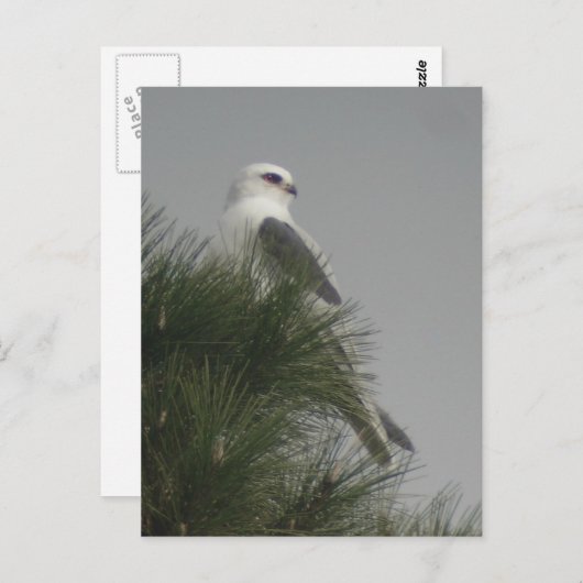 Briefkaart van witte koolmiet (Voorkant / Achterkant)