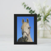 Briefkaart van witte paarden (Staand voorkant)