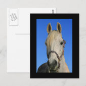 Briefkaart van witte paarden (Voorkant / Achterkant)