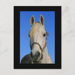 Briefkaart van witte paarden