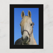 Briefkaart van witte paarden (Voorkant)