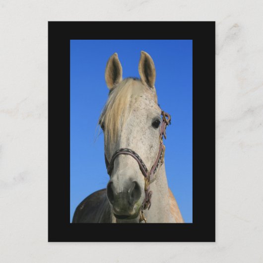 Briefkaart van witte paarden (Voorkant)