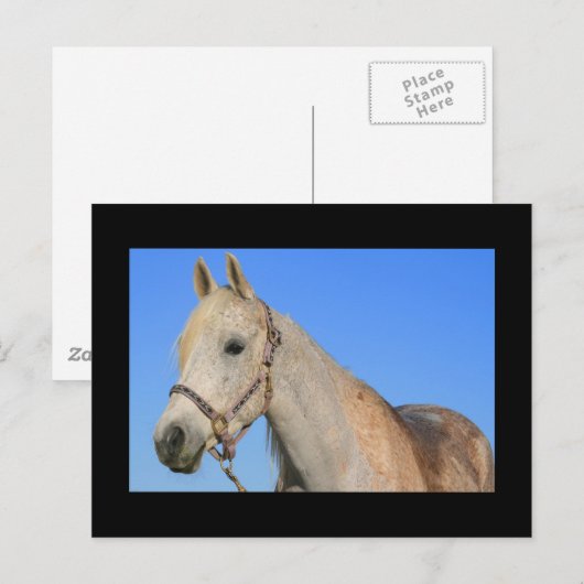 Briefkaart van witte paarden (Voorkant / Achterkant)