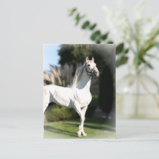 Briefkaart van witte paarden (Staand voorkant)