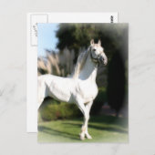 Briefkaart van witte paarden (Voorkant / Achterkant)