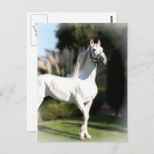 Briefkaart van witte paarden (Voorkant / Achterkant)