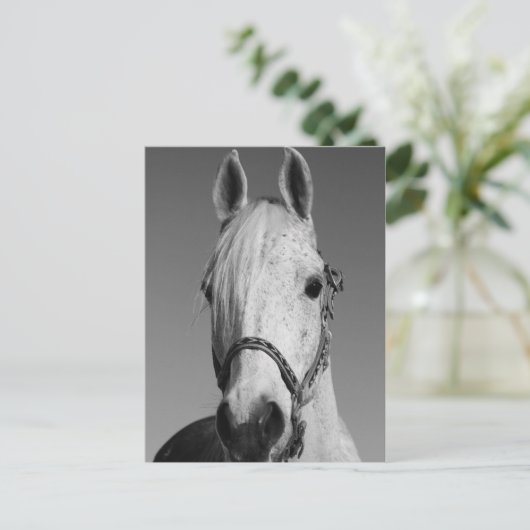 Briefkaart van witte paarden (Staand voorkant)