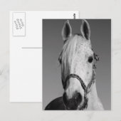 Briefkaart van witte paarden (Voorkant / Achterkant)