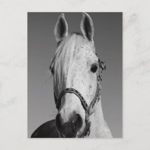 Briefkaart van witte paarden