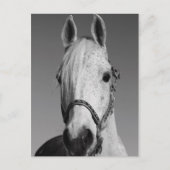 Briefkaart van witte paarden (Voorkant)