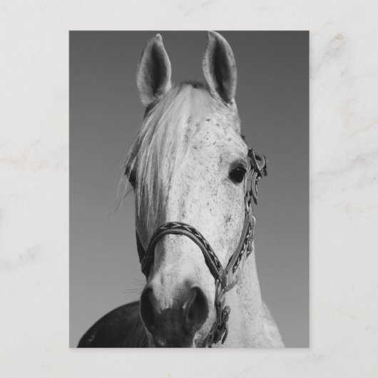 Briefkaart van witte paarden (Voorkant)