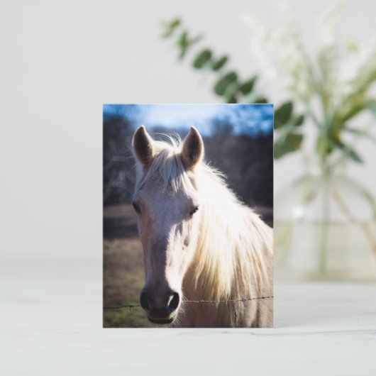 Briefkaart van witte paarden (Staand voorkant)