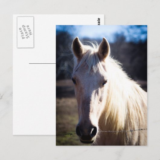 Briefkaart van witte paarden (Voorkant / Achterkant)