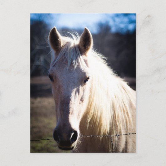 Briefkaart van witte paarden (Voorkant)