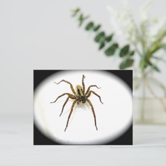 Briefkaart van Wolf Spider Male (Lycosidae) (Staand voorkant)