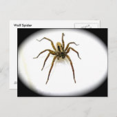 Briefkaart van Wolf Spider Male (Lycosidae) (Voorkant / Achterkant)