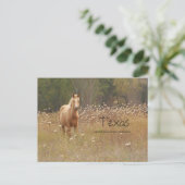 Briefkaart van Young Country Horse Texas (Staand voorkant)