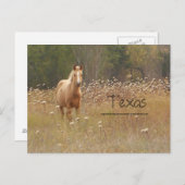 Briefkaart van Young Country Horse Texas (Voorkant / Achterkant)