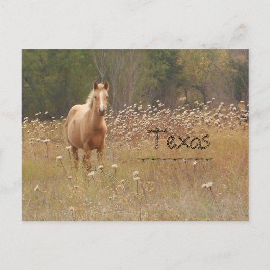 Briefkaart van Young Country Horse Texas (Voorkant)