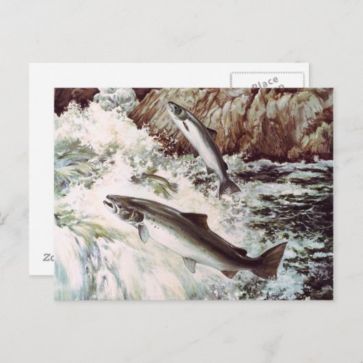 briefkaart van zalmrun (Voorkant / Achterkant)