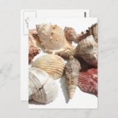 Briefkaart van zeeschelpen (Voorkant / Achterkant)