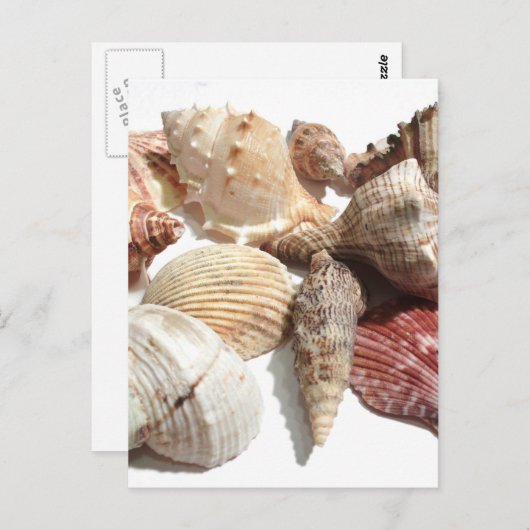Briefkaart van zeeschelpen (Voorkant / Achterkant)