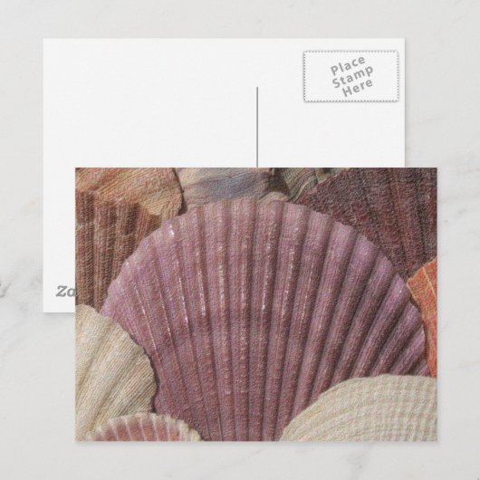Briefkaart van zeeschelpen (Voorkant / Achterkant)