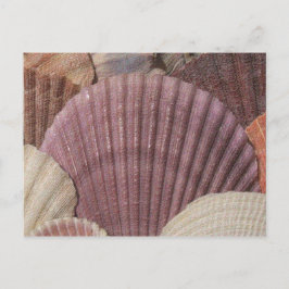 Briefkaart van zeeschelpen