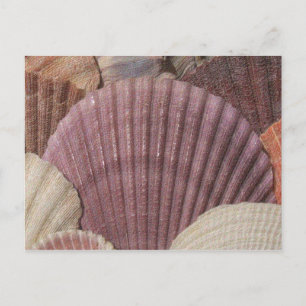 Briefkaart van zeeschelpen