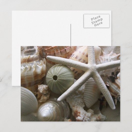 Briefkaart van zeeschelpen (Voorkant / Achterkant)