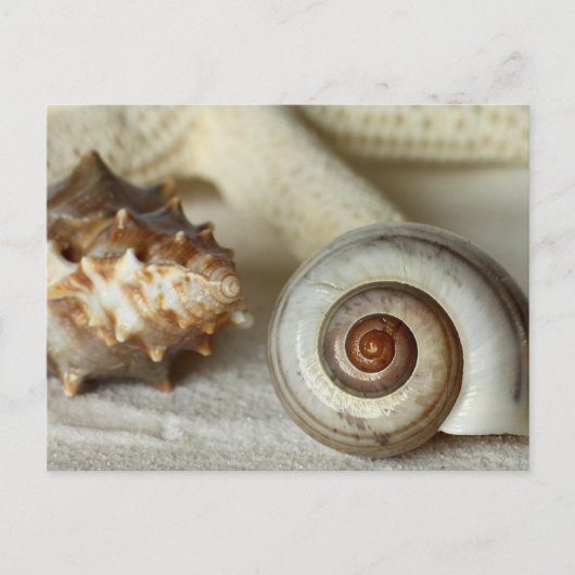 Briefkaart van zeeschelpen en zeesterren (Voorkant)