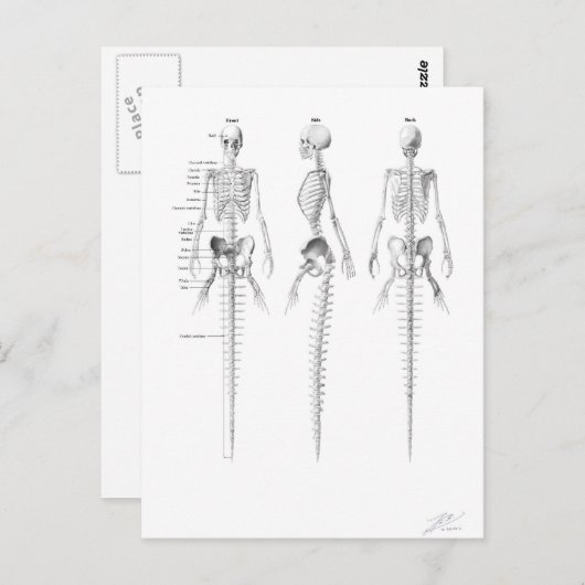 Briefkaart van zeeskelet (Voorkant / Achterkant)