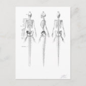 Briefkaart van zeeskelet (Voorkant)