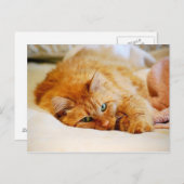 Briefkaart van zoete Oranje kat (Voorkant / Achterkant)